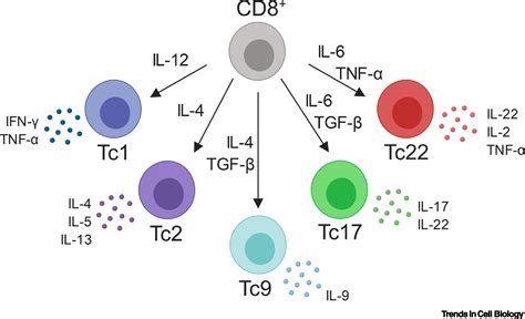 The Roles of CD8+ T Cell Subsets in Antitumor Immunity: Trends in Cell ...