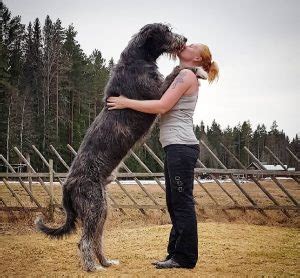 All About Irish Wolfhound Dog Breed – Origin, Behavior, Trainability, Facts, Puppy, Price, Color ...