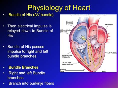 Bundle of His Diagram | Quizlet