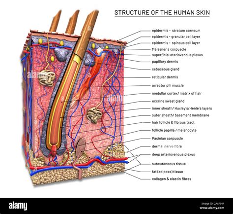 Skin anatomy, illustration Stock Photo - Alamy