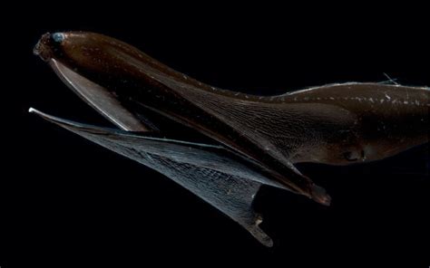 Ultra-black eels that stalk the ocean's midnight zone all have the same strange skin and ...