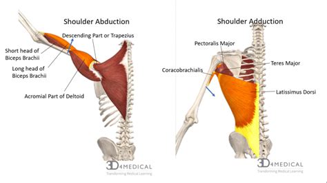 Abduction In Anatomy - Anatomical Charts & Posters