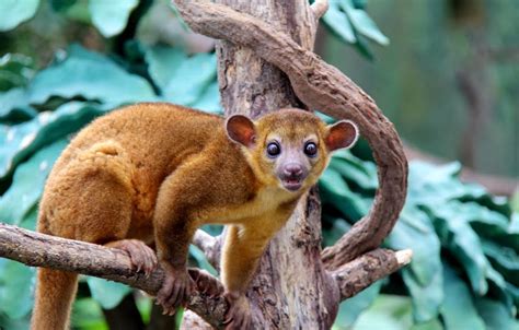 Amazon Rainforest Animals : Kinkajou ~ Amazon Rainforest Animals