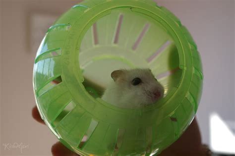 Green hamster ball by Kirstmari on DeviantArt