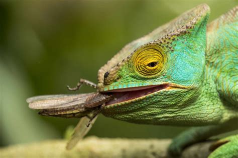 5 Things to Know Before Buying a Chameleon