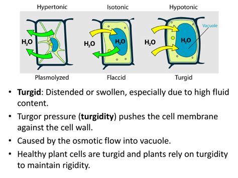 Turgid: Distended or swollen, especially due to high fluid content ...