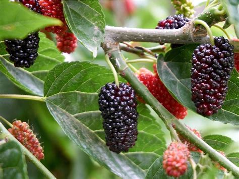 Countgreen Plus Mulberry (Sehtut) Fruit Seeds Pack of 200 : Amazon.in ...