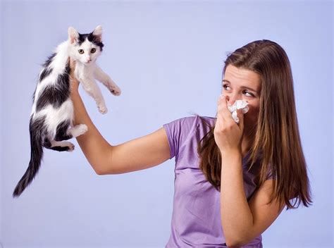 Cat Allergy: Symptoms and Treatment Options