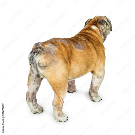 English Bulldog With Skin Rashes from Allergies Stock Photo | Adobe Stock