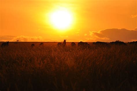 Safari Virtuel au Kenya