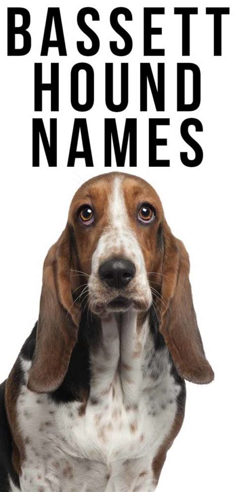 Basset Hound Names - 350 Ideas For Naming Your Basset