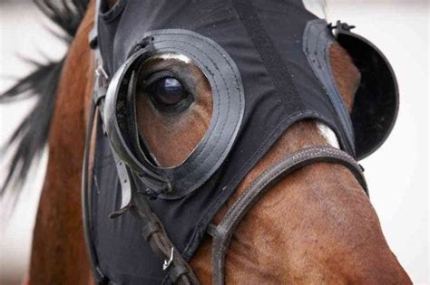 Why do People Cover Horse Eyes? Benefits, Types & More | by Muhammad Ismail | Medium