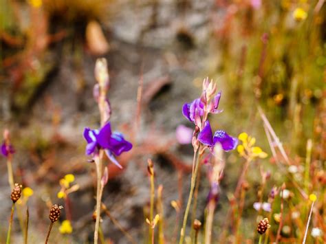 Grass Flower Field Free Stock Photo - Public Domain Pictures