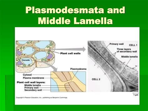 PPT - Animal Cell Connections PowerPoint Presentation, free download - ID:6762521