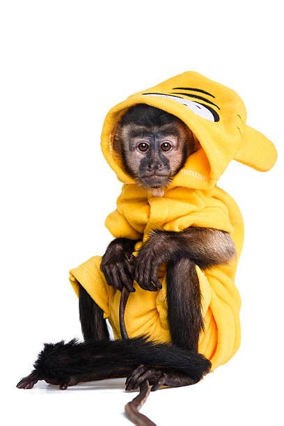 Capuchin Monkey Silhouette Stock Photos, Pictures & Royalty-Free Images - iStock