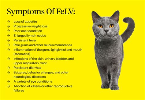 Feline Leukemia: Causes, Symptoms Treatments Dutch | atelier-yuwa.ciao.jp