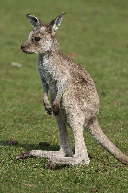 Baby Kangaroo | Baby Kangaroo | Flickr - Photo Sharing! | awwdorable | Pinterest | Kangaroos and ...