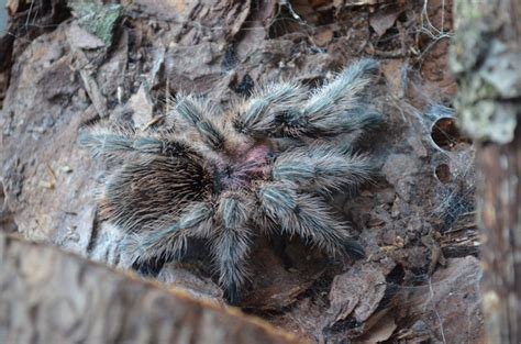 Rose Hair Tarantula | Seneca Park Zoo