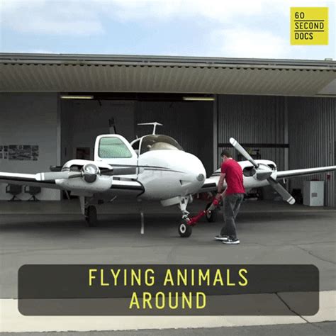 Flying-animals GIFs - Get the best GIF on GIPHY