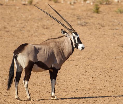 Antelope of the Kalahari - Simons Birding Blog