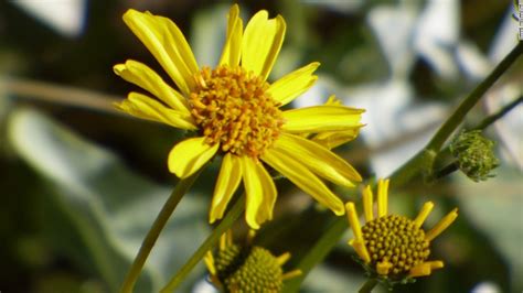 Death Valley sees rare 'superbloom' of wildflowers - CNN