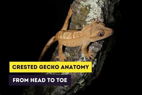 Crested Gecko Anatomy | The Crested Gecko from Head to Toe