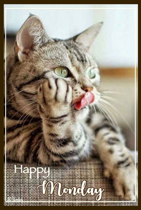 Happy Monday Images Cats