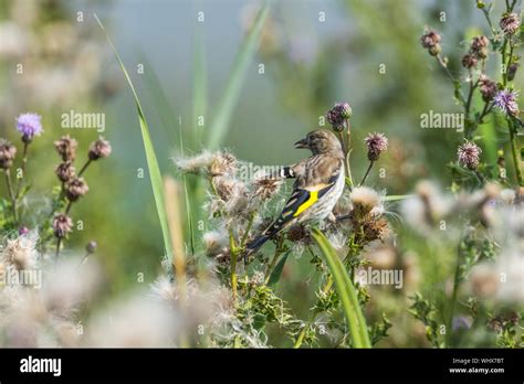 Juvenile goldfinch hi-res stock photography and images - Alamy