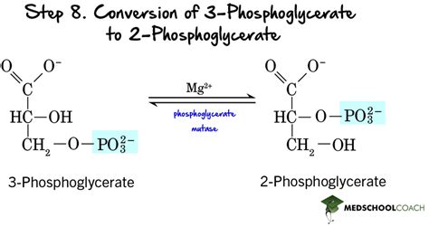 Payoff Phase of Glycolysis – MCAT Biochemistry | MedSchoolCoach