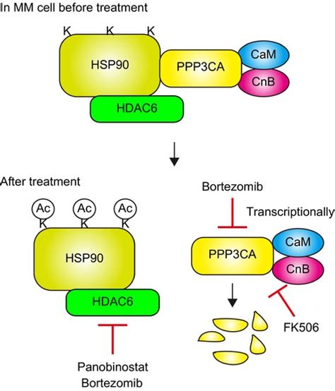 Action mechanisms of histone deacetylase inhibitors in the treatment of ...