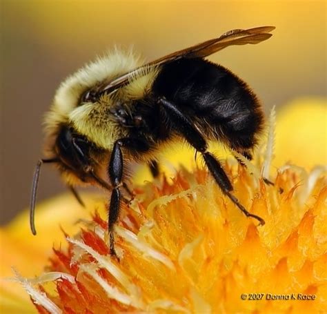 Bumble Bee Facts and Latest Photographs | The Wildlife