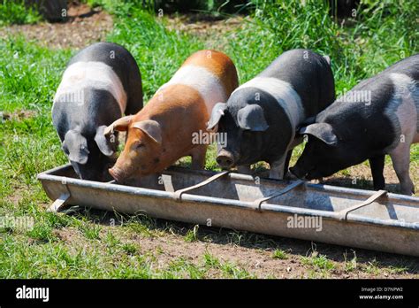 British saddleback pigs eating from a trough Stock Photo: 56412638 - Alamy