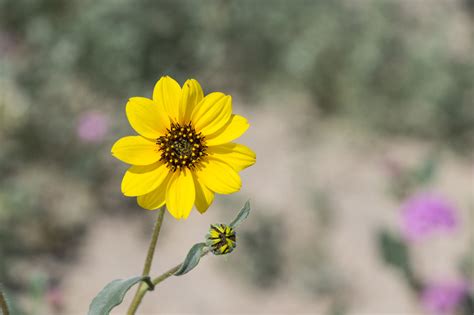 Zenfolio | MW Foxworthy Photography | Desert Flowers