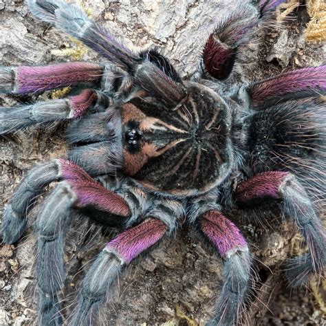 Spider Shoppe - Tarantulas for sale