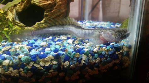 Dragon Goby Eel: Species Profile