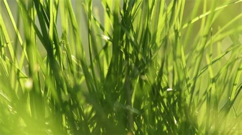 "Grass Macro" Images – Browse 238 Stock Photos, Vectors, and Video | Adobe Stock