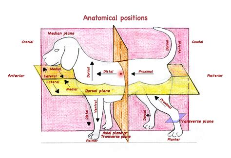 Distal Vs Proximal Anatomy - Anatomical Charts & Posters