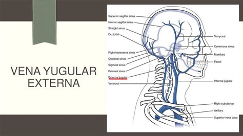 Vena Yugular Externa | Gunther/66 | uDocz