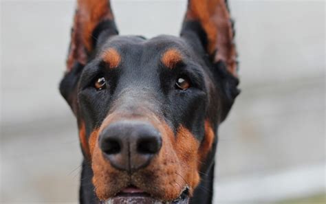 Dog Of The Month: The Doberman Pinscher - Dog Walkers in Chelmsford