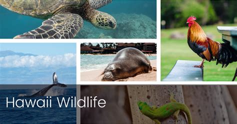 Guide to Hawaii Wildlife | Boss Frog's Hawaii