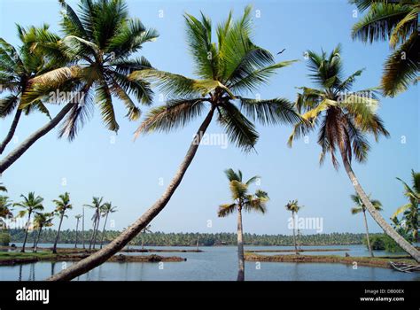 Coconut Trees on the Shore of Scenic Kerala Backwaters at Kerala India Stock Photo - Alamy