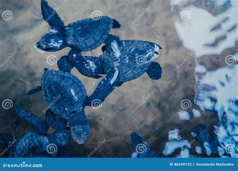 Baby turtles in a pond stock image. Image of closeup - 86249133