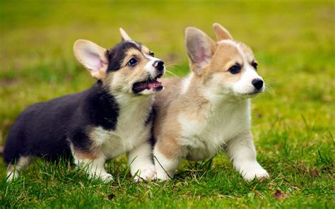 Download wallpapers Welsh Corgi Cardigan, pets, puppy, Pembroke Welsh Corgi, dogs, Welsh Corgi ...