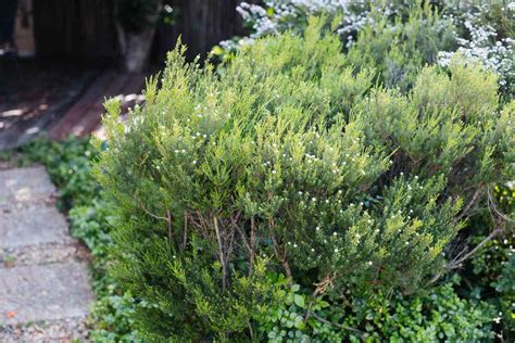 The Best Time to Prune Evergreen Shrubs - TrendRadars