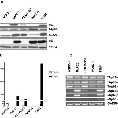 A, Protein levels of p63, 14-3-3σ, TAp63γ and p53 in pancreatic cancer ...