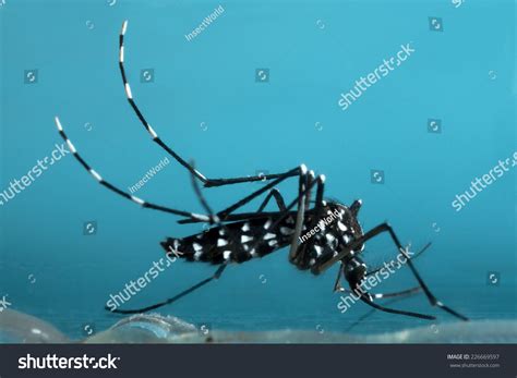 Asian Tiger Mosquito Stock Photo 226669597 | Shutterstock