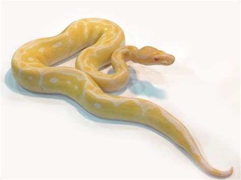 Morph List - World of Ball Pythons