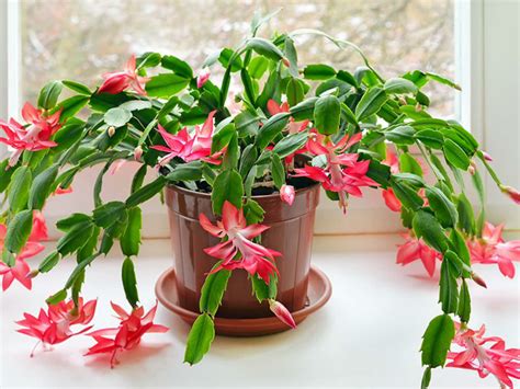 When and How to Repot a Christmas Cactus | World of Succulents