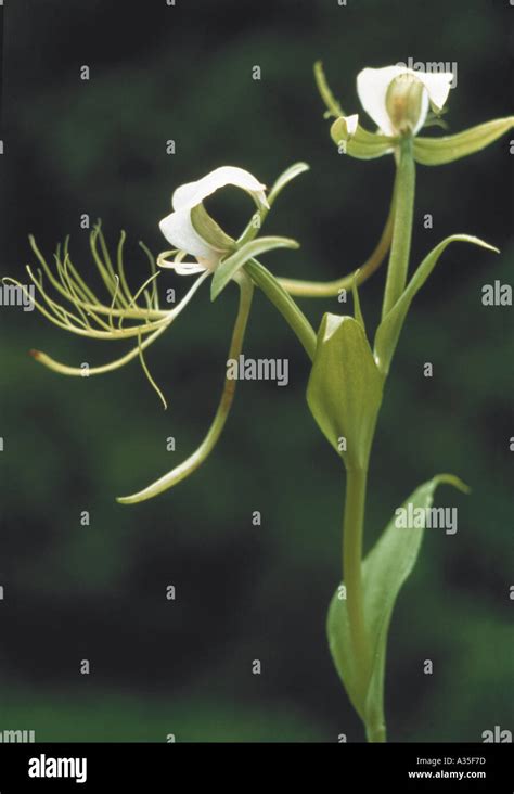 Flowers of Himalayas series Stock Photo - Alamy