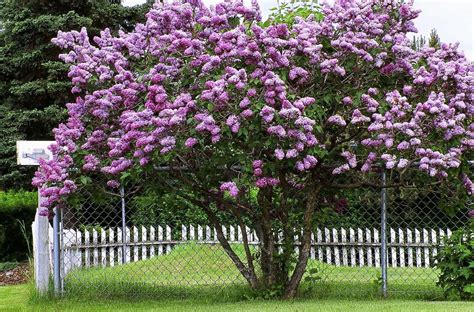 I need help. I want to grow a lilac tree just like this one. What is the perfect species that ...